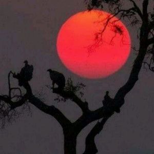 Meet your Posher, Rafael